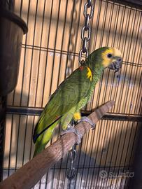 Amazzone fronte blu maschio