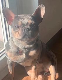 Bulldog francese disp. per monta. Esotico, Merle