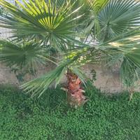 2 Palme Washington da giardino