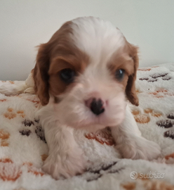 Cucciole di Cavalier King pedigree