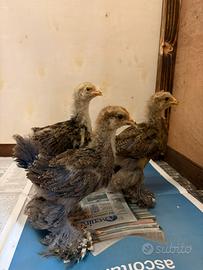 Galline