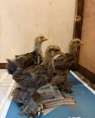 Galline