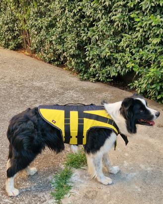 Salvagente per cani 
