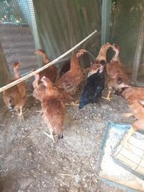 Galline ovaiole