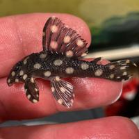 Hypancistrus L201