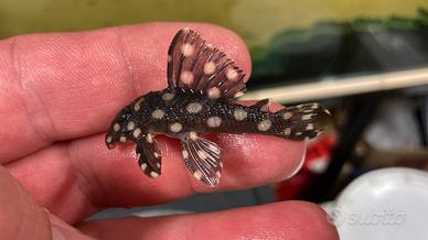 Hypancistrus L201