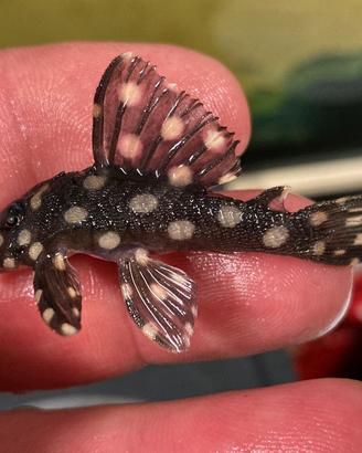 Hypancistrus L201