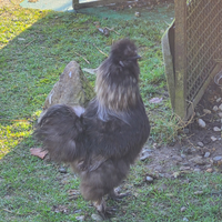 Gallo Moroseta