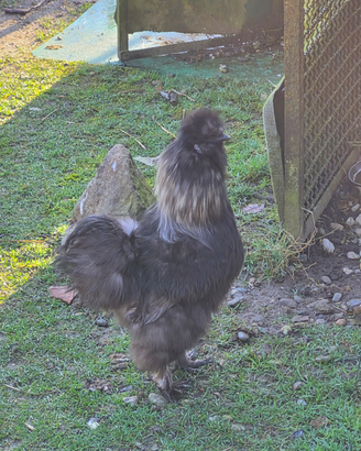 Gallo Moroseta