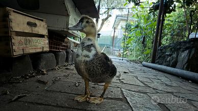 Stampa fotografica anatra – primo piano decorativo