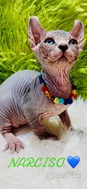Cuccioli sphynx disponibili