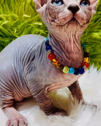 Cuccioli sphynx disponibili
