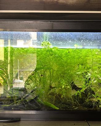 Acquario