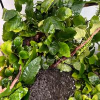 Anubias Barteri - Pianta per Acquario