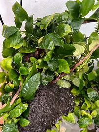 Anubias Barteri - Pianta per Acquario