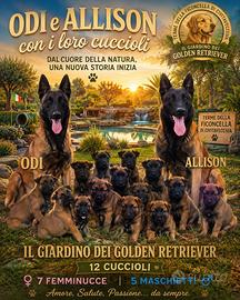 Cuccioli pastore belga Malinois