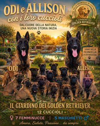 Cuccioli pastore belga Malinois
