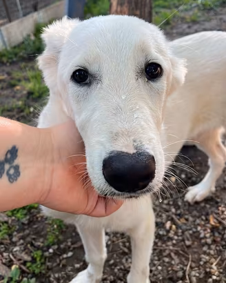 Cucciolo taglia media contenuta
