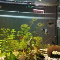 Acquario 200 litri 