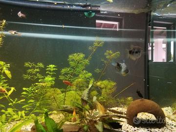 Acquario 200 litri 