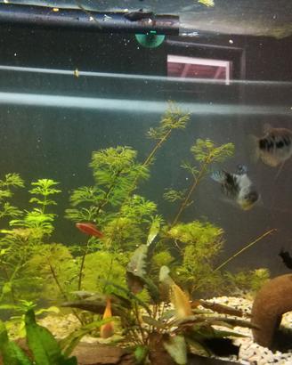 Acquario 200 litri 