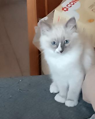 ULTIMO CUCCIOLO - ragdoll maschietto