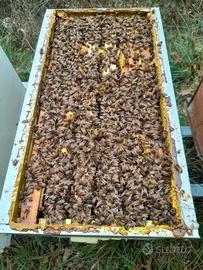 Nuclei di api - Regina 2025