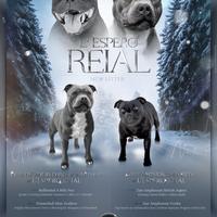 Staffordshire bull Terrier