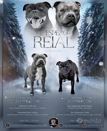 Staffordshire bull Terrier