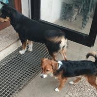 Cuccioli di 1 anno in coppia