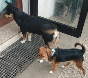 Cuccioli di 1 anno in coppia