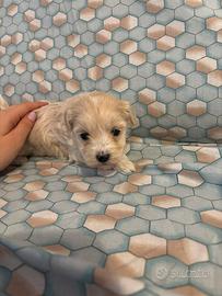 Cucciola di maltipoo