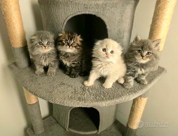 Cuccioli di Scottish dolcissimi 