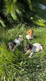 Cuccioli di Jack Russell
