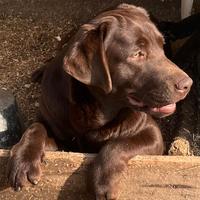 Cucciola di labrador retriever puro chocolate