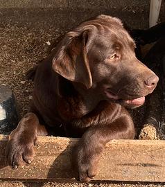 Cucciola di labrador retriever puro chocolate