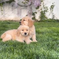 Golden retriever americani