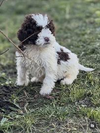 Lagotto romagnolo