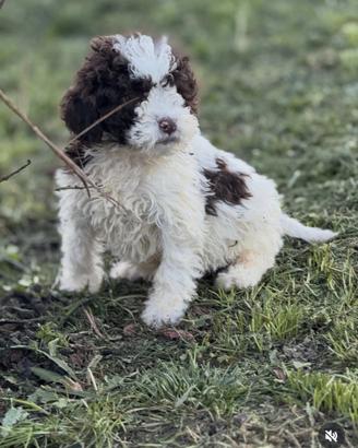 Lagotto romagnolo