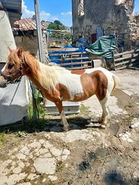 Super pony femmina
