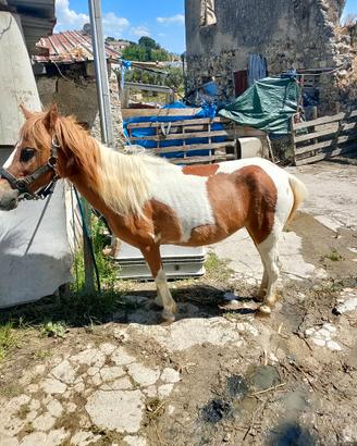 Super pony femmina
