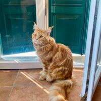 Disponibile per accoppiamento- Maine Coon