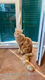 Disponibile per accoppiamento- Maine Coon