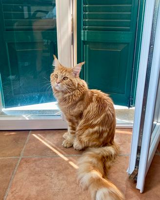 Disponibile per accoppiamento- Maine Coon