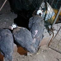 Animali da cortile