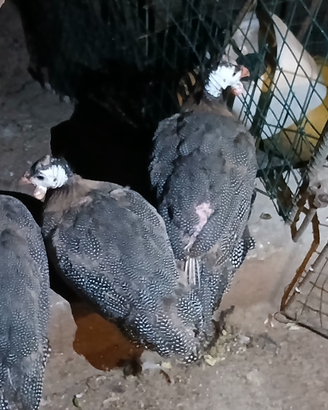 Animali da cortile