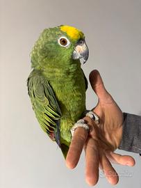 Amazzone fronte gialla