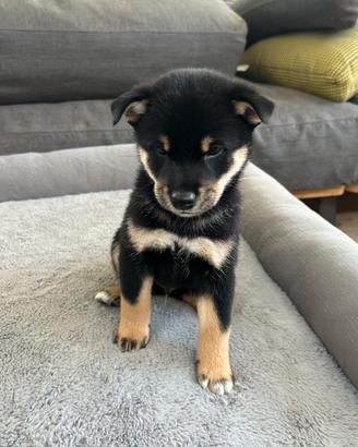 Cuccioli Shiba Inu Neri Focati con Pedigree Enci