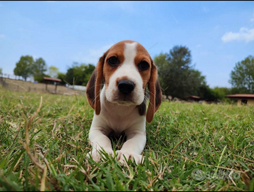 Beagle cuccioli tricolore