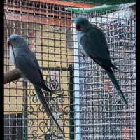 Coppia parroccotto dal collare